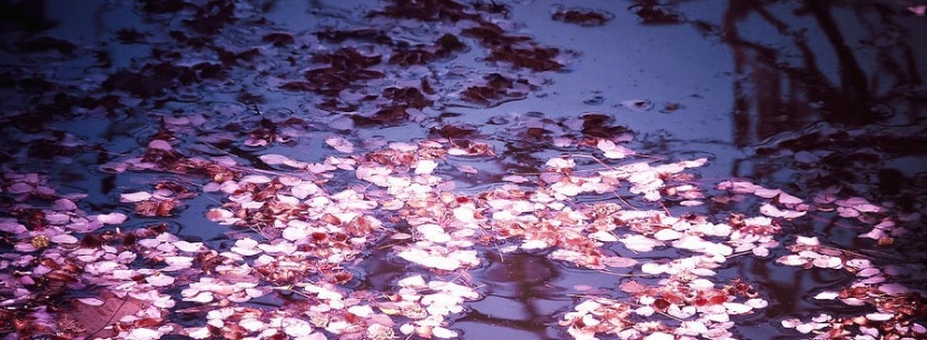 springs-embers--cherry-blossom-petals-on-the-surface-of-a-pond-vivienne-gucwa